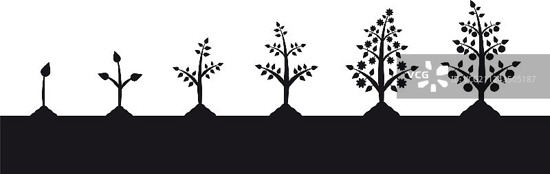 白色背景上的植物生长阶段轮廓图片素材