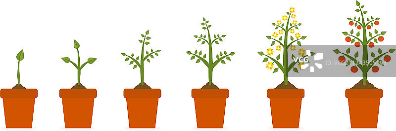 陶瓷盆栽树木的植物生长阶段图片素材