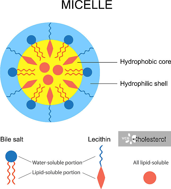 胶束的示意图图片素材