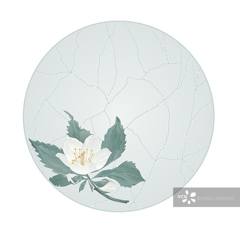 茉莉花图片素材
