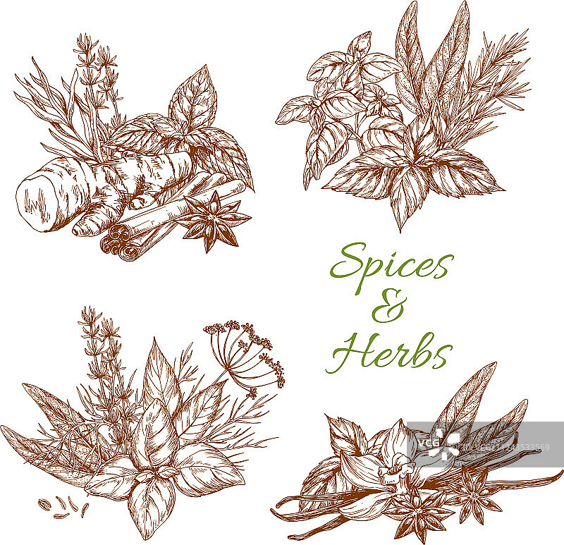 香料或草药调味料素描图片素材