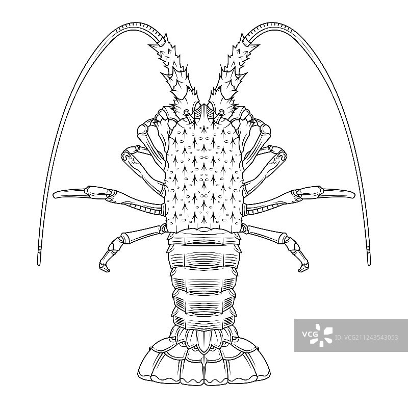 螃蟹、对虾、龙虾、小龙虾涂色页图片素材