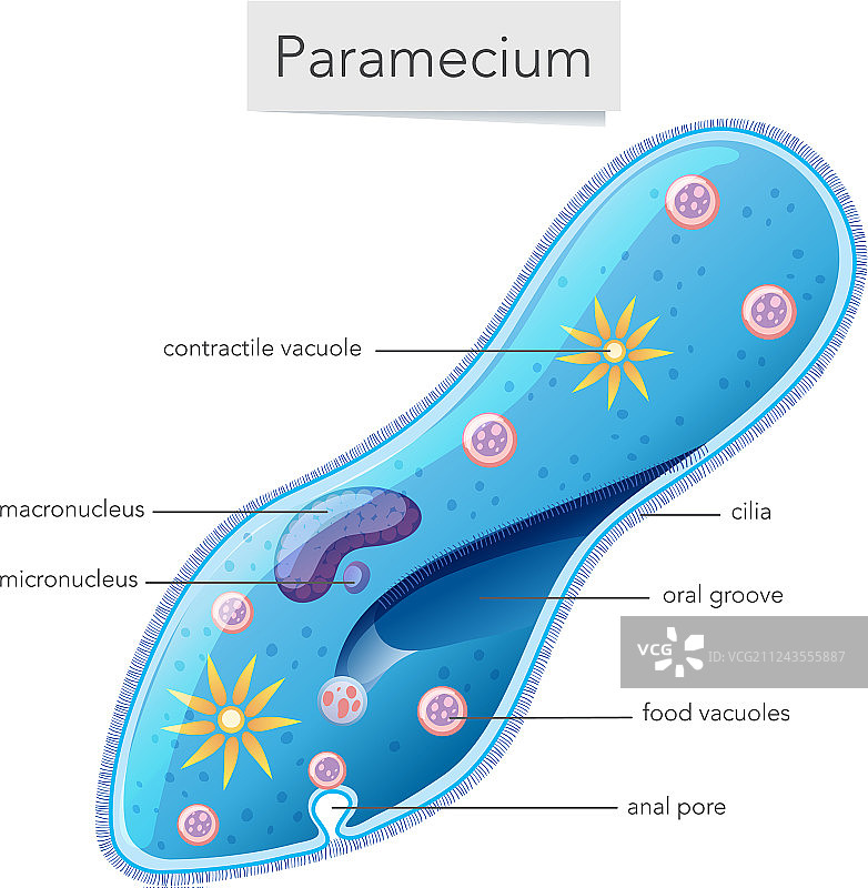 草履虫细菌科学图图片素材