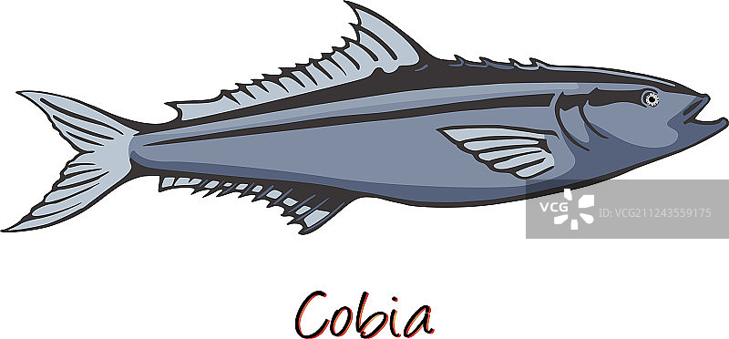 军曹鱼颜色图片素材