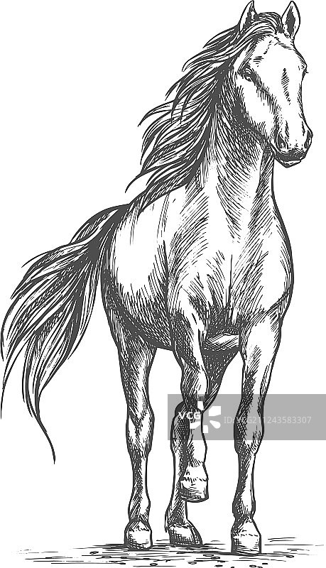 手绘马的肖像图片素材