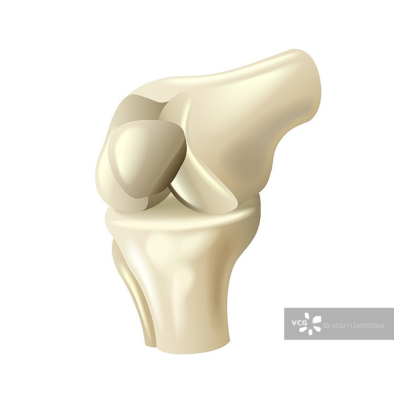 白色背景上的膝关节图片素材