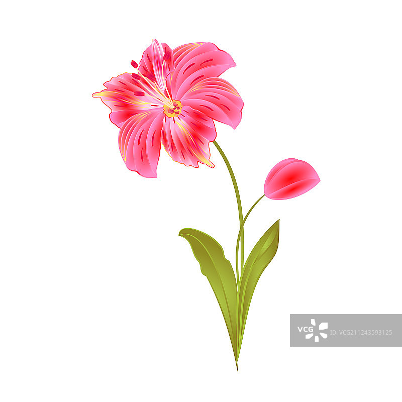 粉色百合六出花花束图片素材