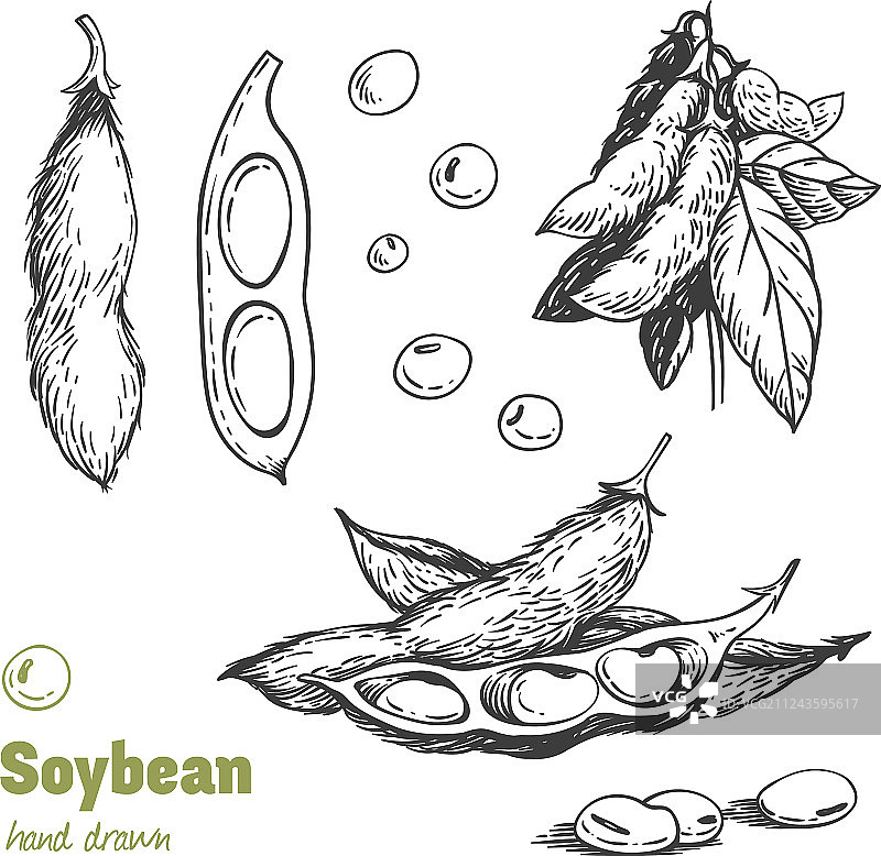 手绘大豆图片素材