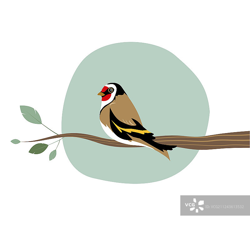 在白色背景上隔离的树枝上的可爱金翅雀图片素材
