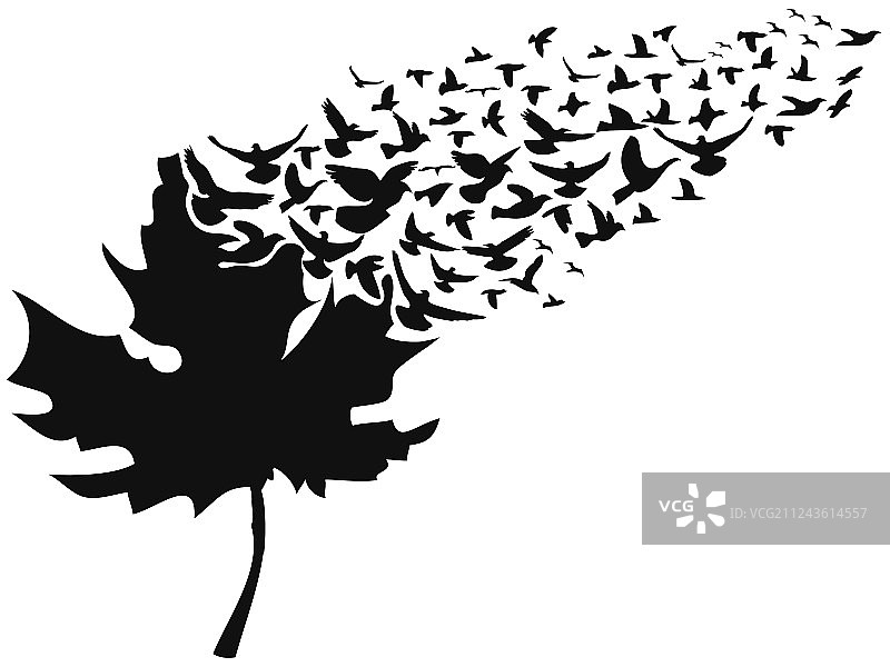 飞鸟与枫叶图片素材