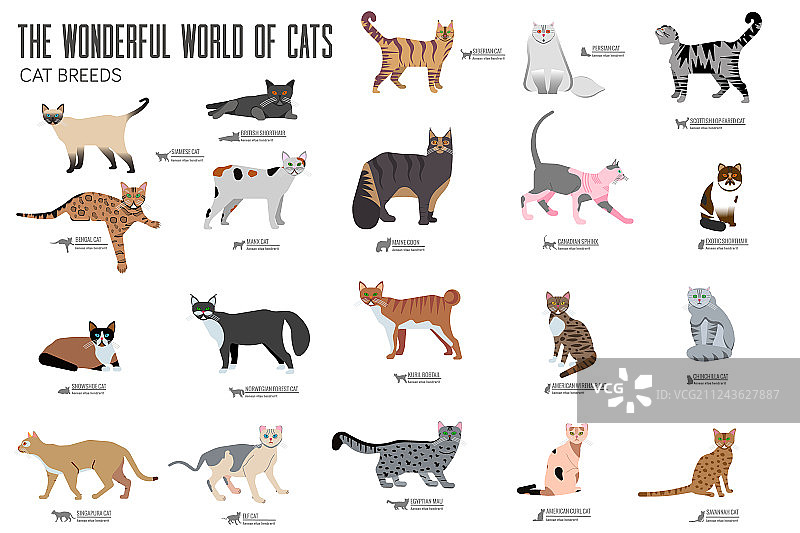 品种猫宣传册卡片动物传统套装图片素材