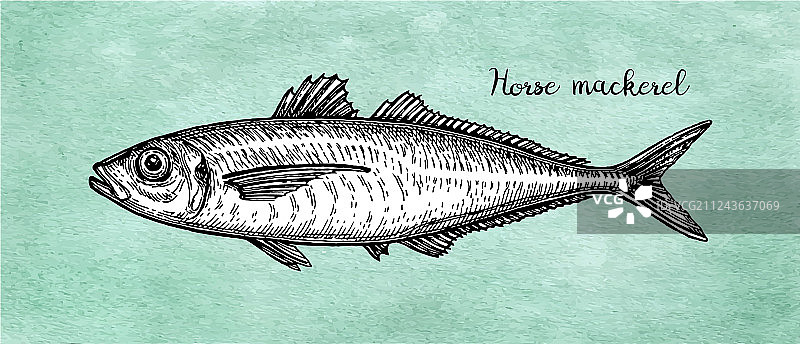 墨水素描竹荚鱼图片素材