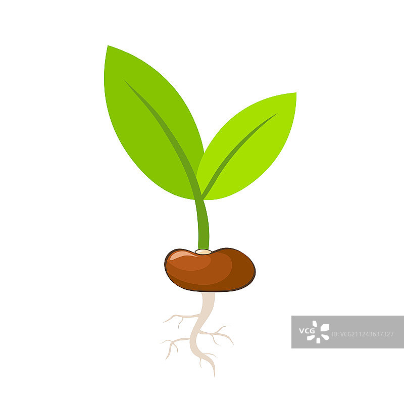 种子发芽的绿色植物叶子图片素材
