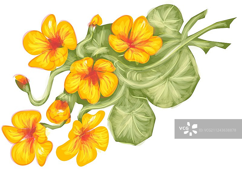 旱金莲图片素材