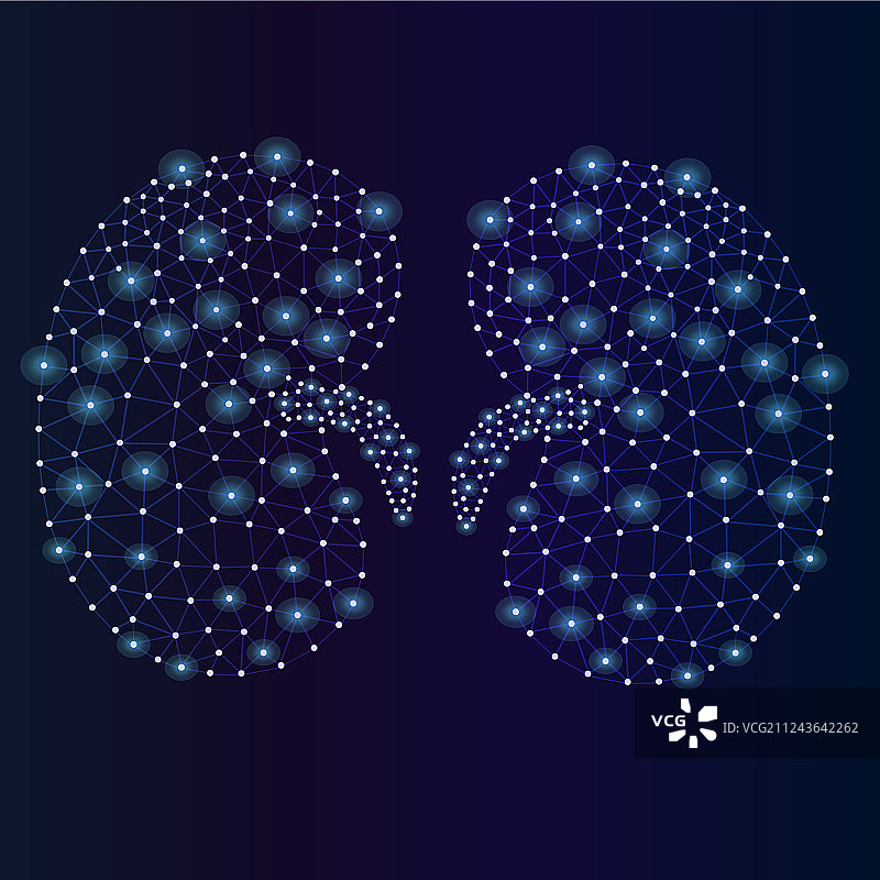 抽象肾脏解剖结构图片素材