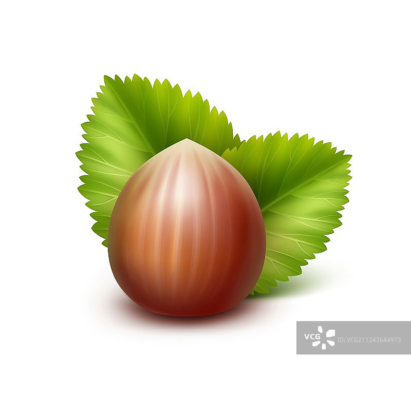 带叶子的完整未剥皮榛子图片素材