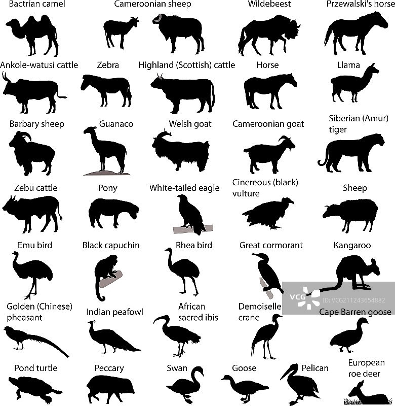 动物园动物图片素材