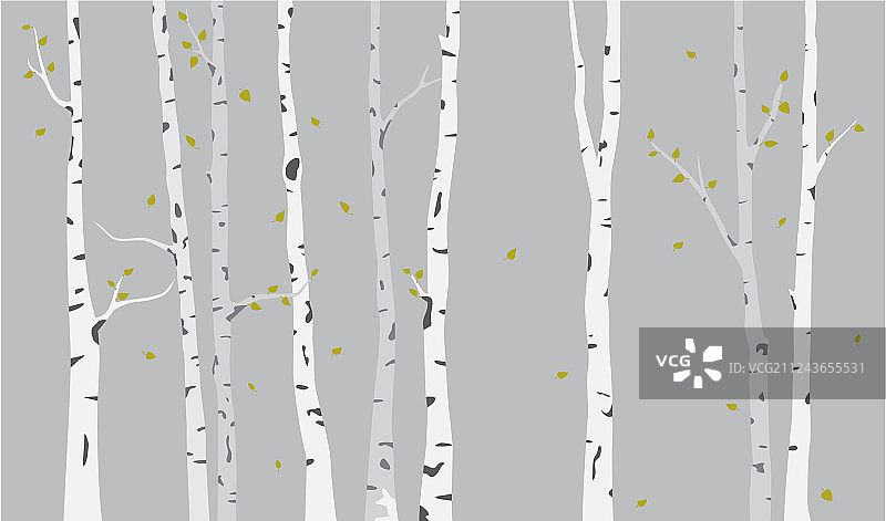 桦树剪影背景图片素材