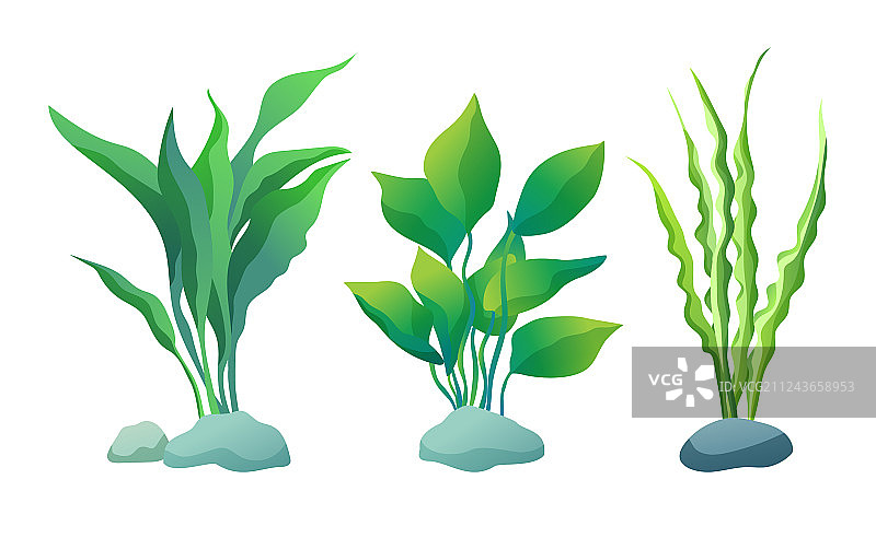 海洋或水族馆藻类颜色合集图片素材