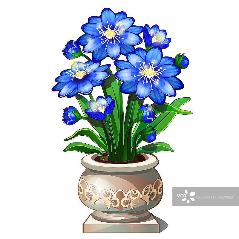 精美陶瓷花盆中的鲜艳蓝色花朵图片素材