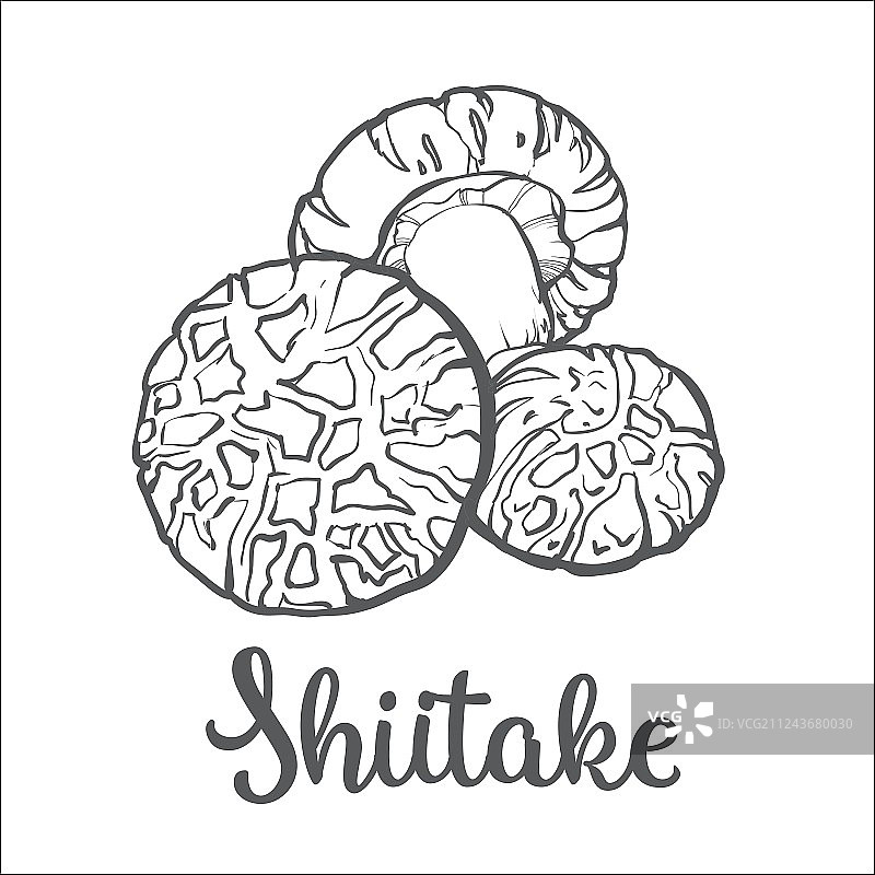 香菇食用菌合集图片素材