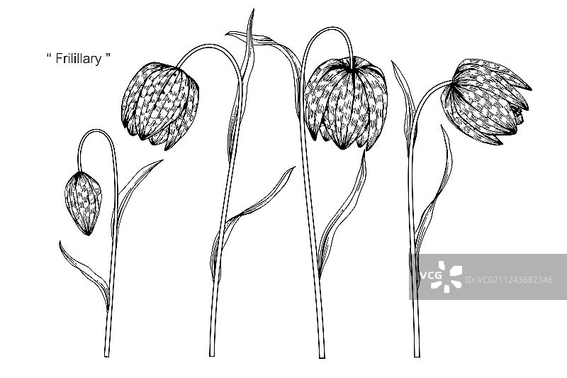 贝母花绘画图片素材