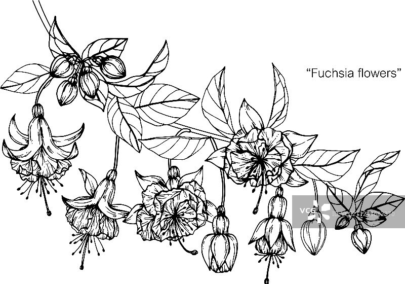 倒挂金钟花朵绘画图片素材