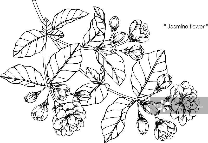 茉莉花绘画图片素材