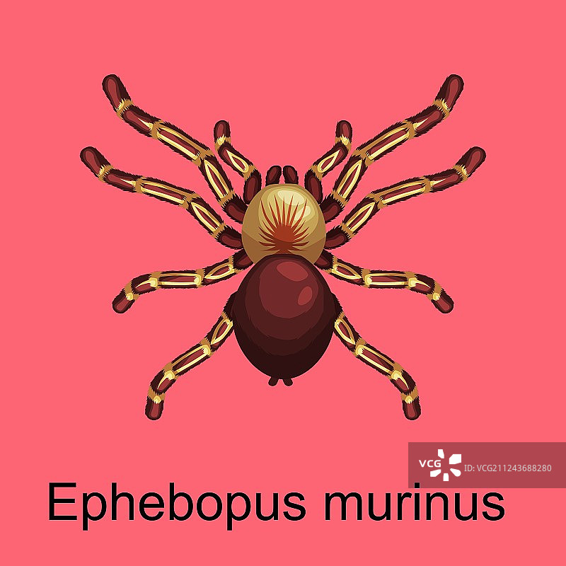 危险昆虫蜘蛛卡通合集图片素材