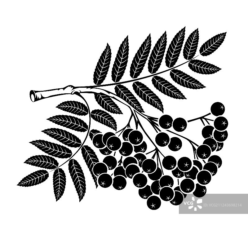 花楸分支图片素材