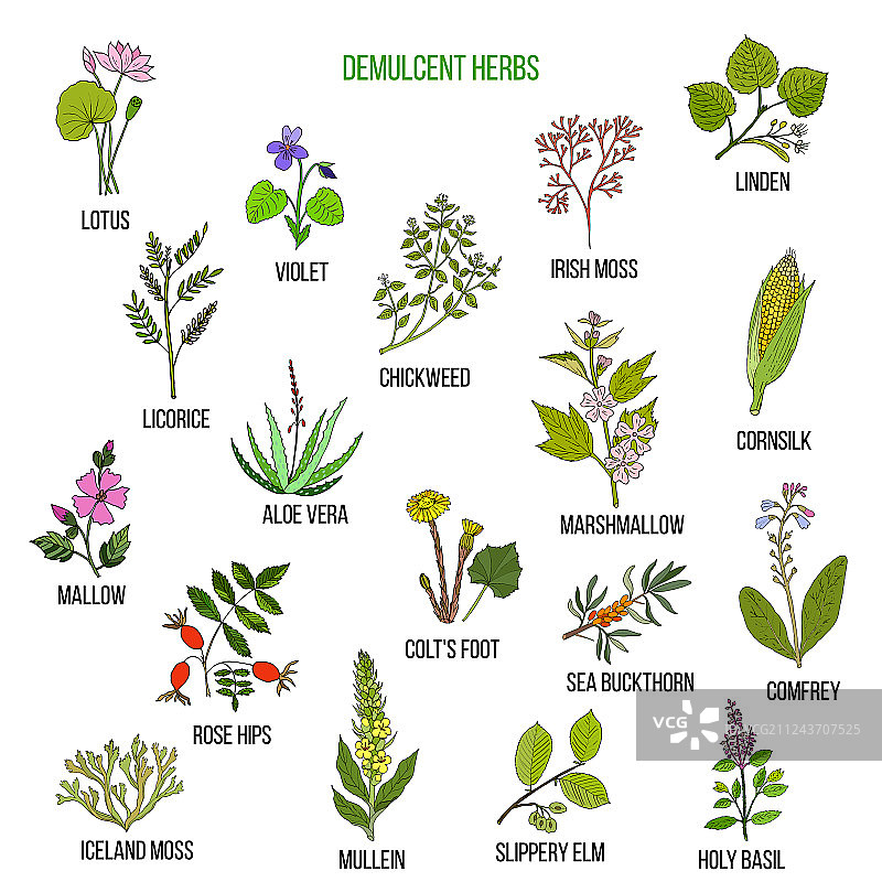 润滑草药手绘套装图片素材