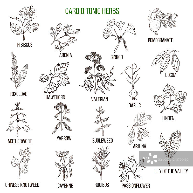 最佳强心草药图片素材