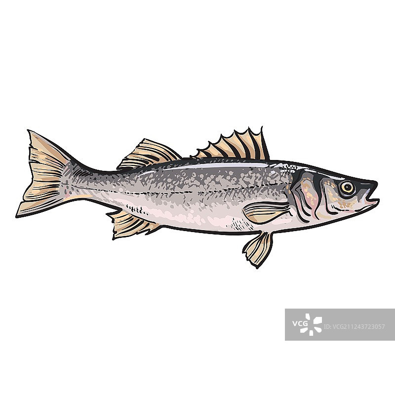 手绘素描鲈鱼图片素材