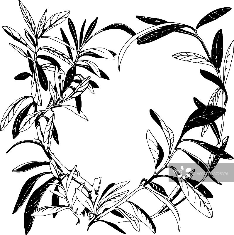 大戟属植物图片素材