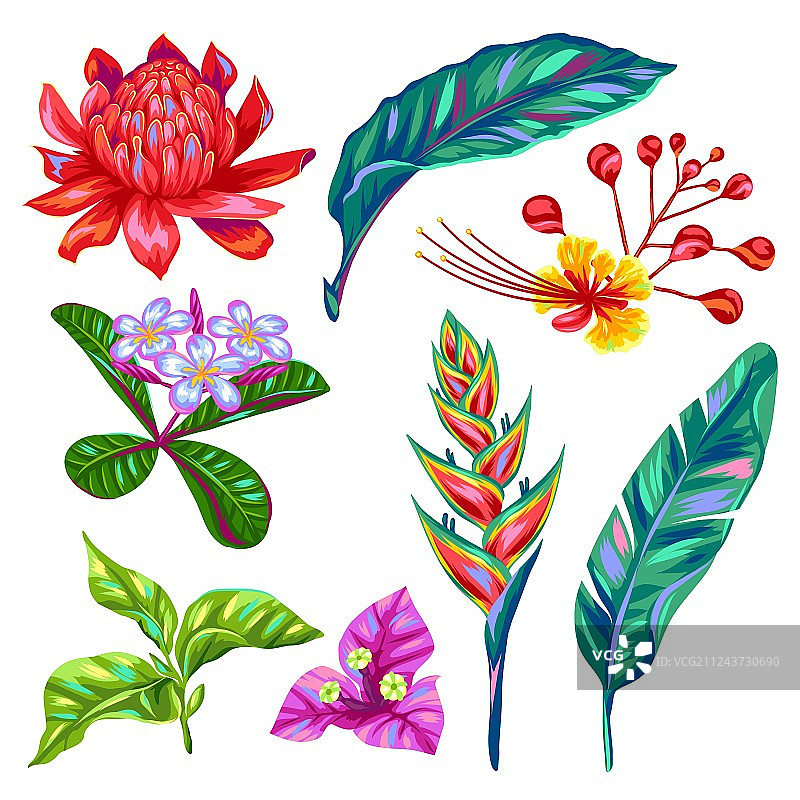 一套泰国热带彩色花卉图片素材