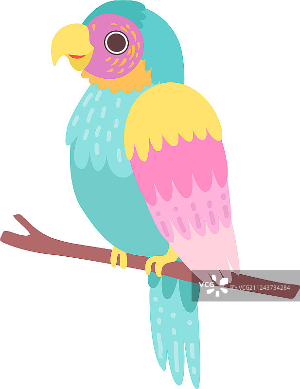 美丽的热带鹦鹉栖息图片素材