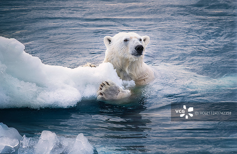 冰川融化下的北极熊图片素材