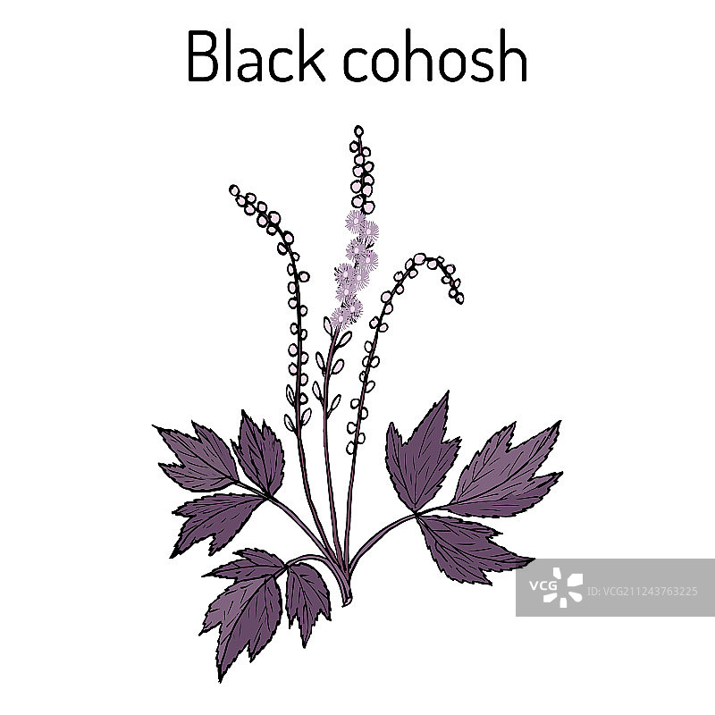 药用植物：黑升麻图片素材