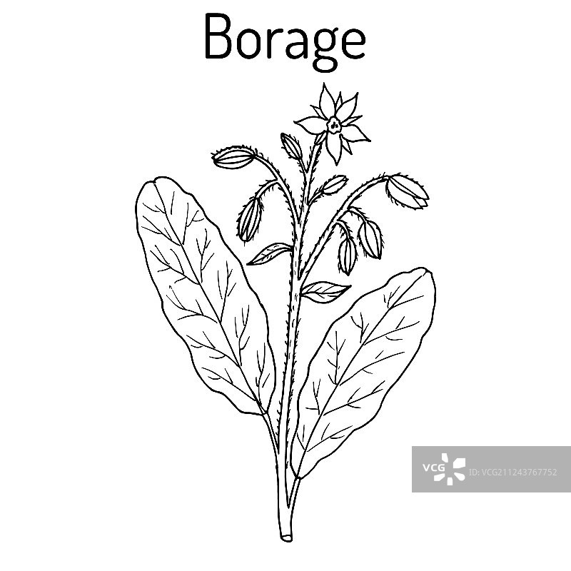 琉璃苣，医药琉璃苣或星花图片素材