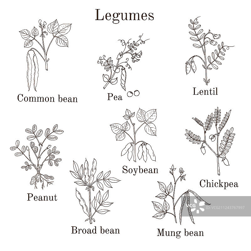 手绘烹饪农业豆科植物素材图片素材