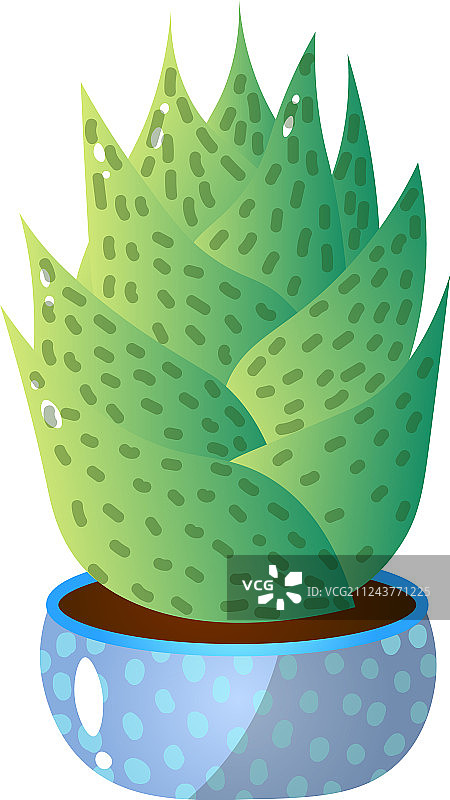 蓝色矮盆多彩多肉植物图片素材