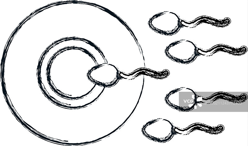 精子使卵子受精图片素材