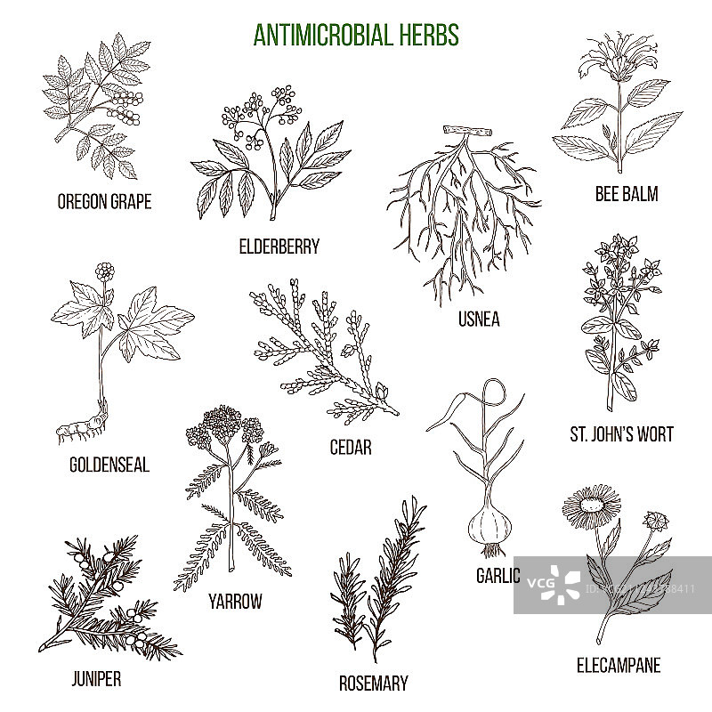 手绘药用抗菌草药集图片素材