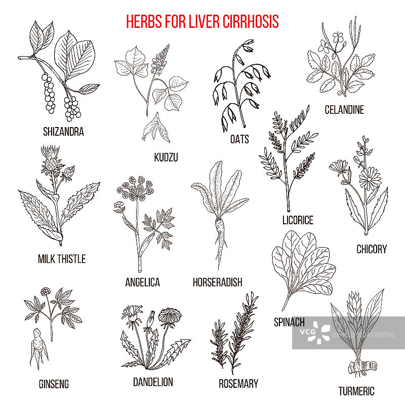 治疗肝硬化的最佳草药疗法图片素材