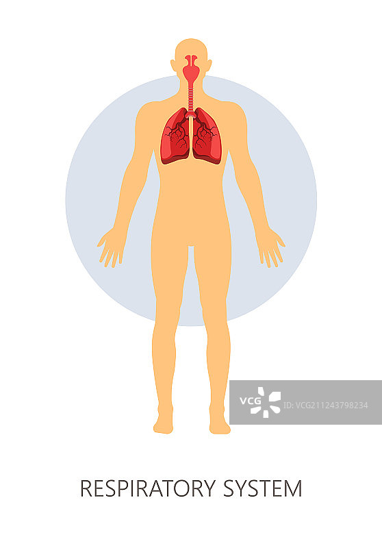 呼吸系统正常呼吸肺部图片素材