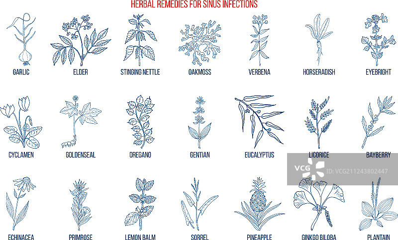 治疗鼻窦感染的最佳药草图片素材