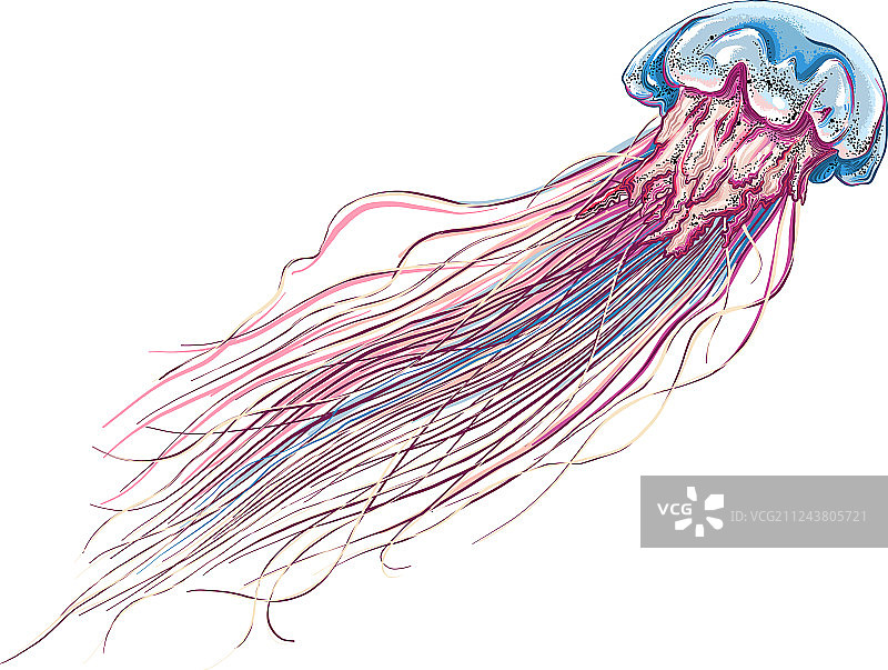 彩色手绘水母图片素材