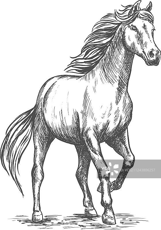 白色骏马抬蹄特写图片素材