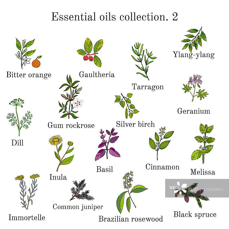 精油植物手绘图片素材