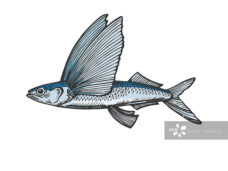 飞鱼彩色素描雕刻图片素材